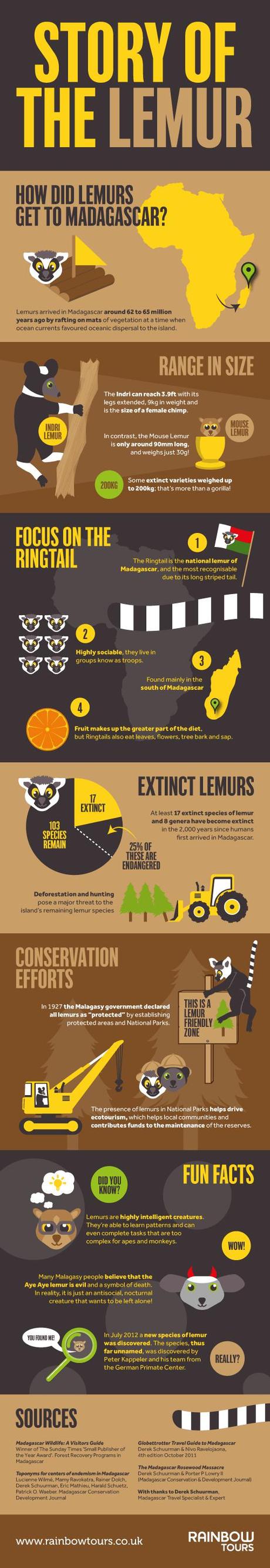 Infographic on Lemurs