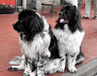 Newfoundland Breed: Image by Mambo'Dan, Flickr