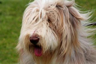 A Shaggy Dog: Image by Foxypar4, Flickr