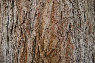 Acer platanoides Bark (08/09/2012, Kew Gardens, London)