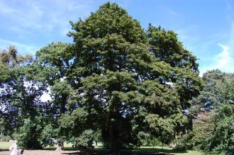 Acer platanoides (08/09/2012, Kew Gardens, London)