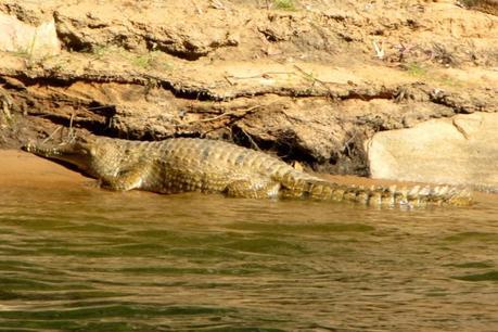 Katherine Gorge croc