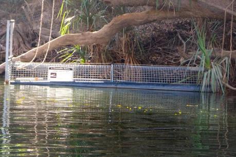 Katherine Gorge croc cage