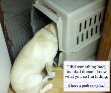 Dog Shaming Without Guilt: New, Fun Social Media For Frustrated Dog Owners
