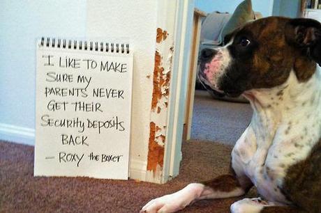 Shamed Dog, ate the woodwork: image via dog-shaming.com/