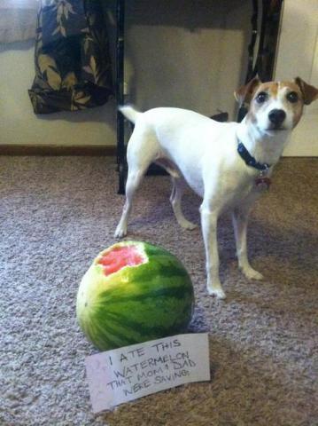 Shamed Dog, Watermelon Man: image via dog-shaming.com