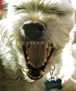 6 Tips To Protect Your Pet's Oral Health