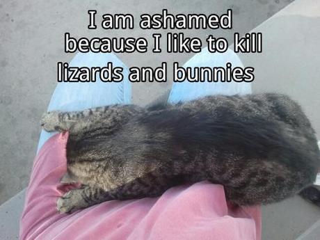 Cat Shaming, 'Not really!': image via catshaming.tumblr.com