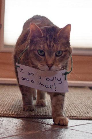 Cat Shaming: 'Just being me!': image via catshaming.tumblr.com