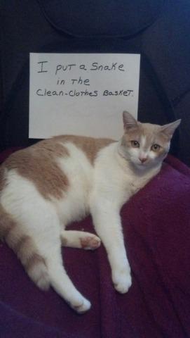 Cat Shaming, 'I should have put it in the DIRTY laundry basket': image via catshaming.tumblr.com