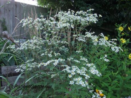 Plant of the Moment: Aster Umbellatus