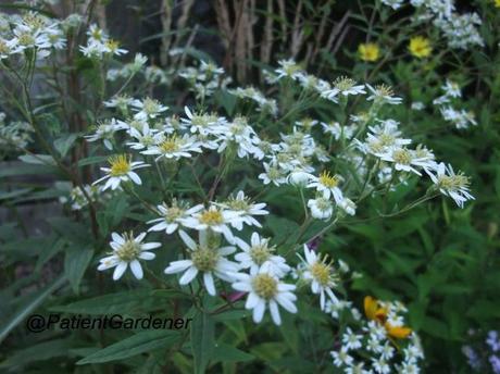 Plant of the Moment: Aster Umbellatus