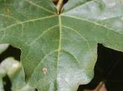 Plant Week: Acer Campestre