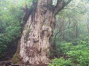 Oldest Trees World