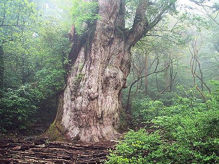 10 Oldest Trees In The World