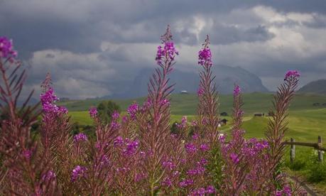 alpe di siusi seiser alm6