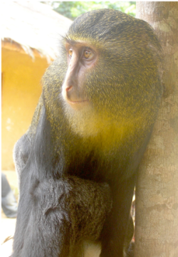 'Lesula' monkey: image via www.plosone.org
