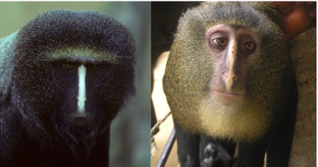 Adult Lesula monkey (left), and young Lesula monkey (right): images by J Hart via www.plosone.org
