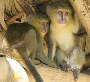 Lesula young monkeys in captivity: photo by John Hart via ens-newswire.com