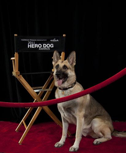 The Competition Is Stiff for Hero Dog of the Year