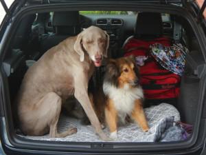 5 Tips for Easy Road Trips with Dogs
