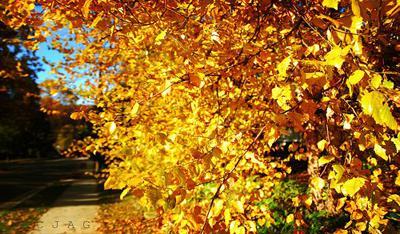 yellow fall leaves photo Fall Color ~ Designing with Shades of Yellow HomeSpirations