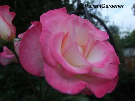 GBBD 15/9/12 – Pretty in Pink