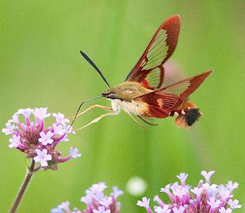 The Exotic Beauty Of Hummingbird Clearwing Moths