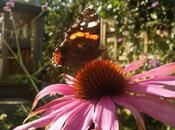 Echinacea Purpurea