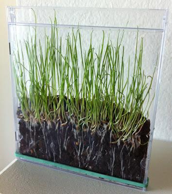 Grass in a CD Case