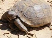Featured Animal: Desert Tortoise