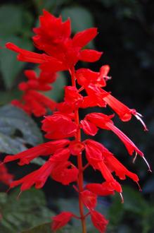 Salvia splendens Flower (08/09/2012, Kew Gardens, London)