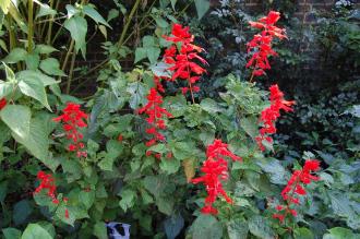 Salvia splendens (08/09/2012, Kew Gardens, London)