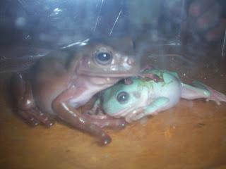 White Dumpy Frog and Blue Dumpy Frog