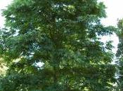 Plant Week: Carya Illinoinensis