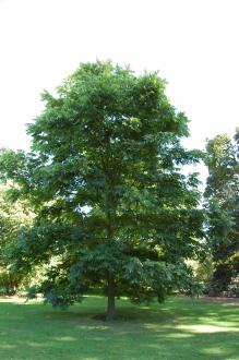 Carya illinoinensis (08/09/2012, Kew Gardens, London)