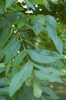 Carya illinoinensis Leaf (08/09/2012, Kew Gardens, London)