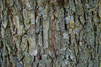 Carya illinoinensis Bark (08/09/2012, Kew Gardens, London)