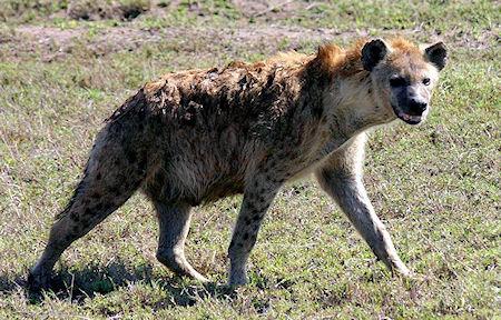 Hyenas Are As Bright As Primates