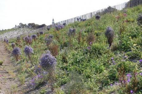 11 - Burgess Park Prairie Style Planting