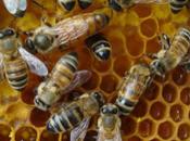 Study Reveals Biological, Genetic Basis Honeybee’s Role Hive