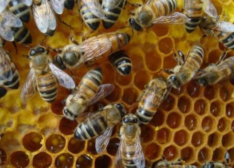 Hive mentality? New study sheds light on honeycomb behavior.