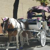 Horse and buggy downtown san antonio