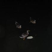 Ducks in the River near  Old Pearl Brewery  San Antonio TX