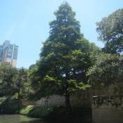 Tree in Downton San Antonio