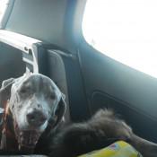 Zoe and Punkin trying to get AC