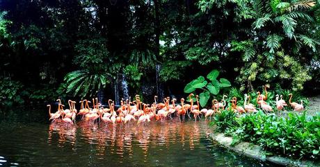 Jurong Bird Park: Shake Ya Tailfeather