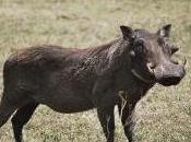 Featured Animal: Warthog