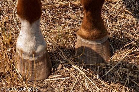 horse hello buggy barn quilt show 2012