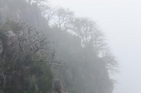 low cloud over trees on cliff 